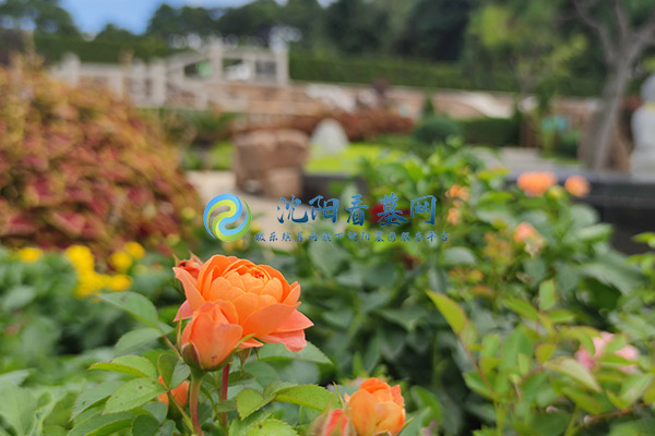 沈阳浑南墓园价格表大全