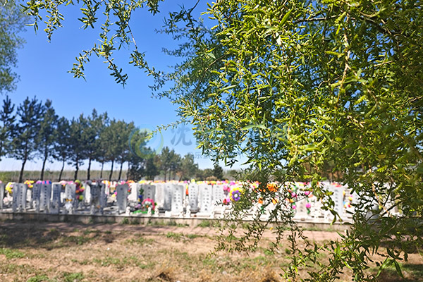 沈阳龙凤寝园：龙凤呈祥惠民福地推荐，亲民价位起6800-8900元，守护永恒安宁与家族福泽