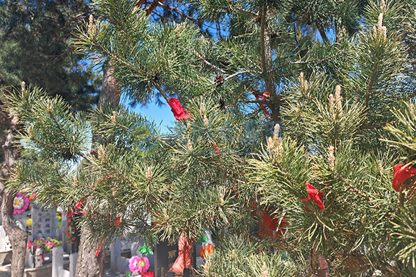 沈阳龙凤寝园：龙凤呈祥惠民福地推荐，亲民价位起6800-8900元，守护永恒安宁与家族福泽